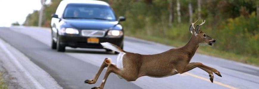 deer-road.jpg